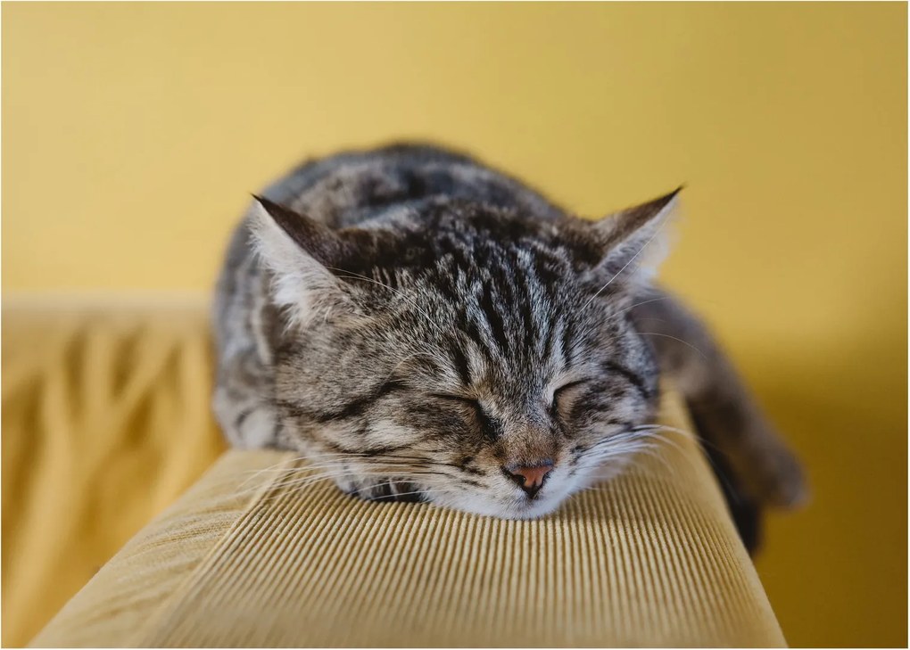 Tablou cu pisica pe fotoliu (70x50 cm)