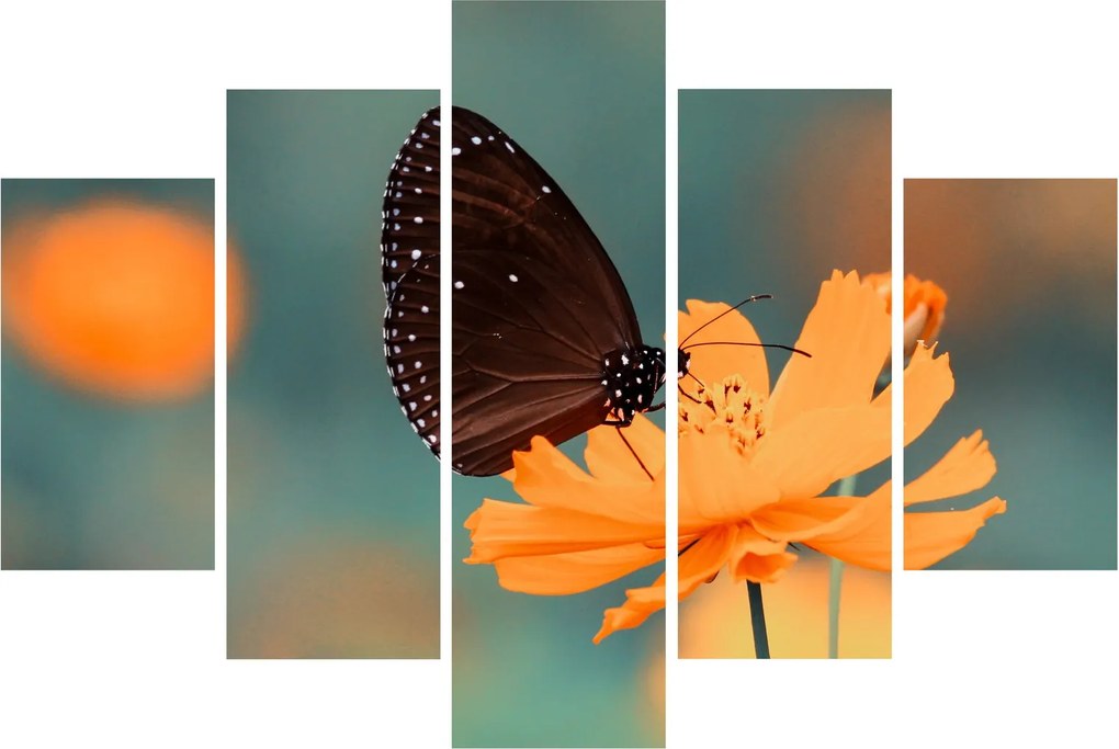Tablou - fluture pe o floare portocalie (150x105 cm)