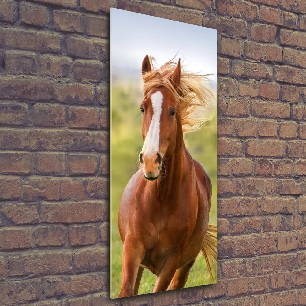 Tablou acrilic Un cal în galop
