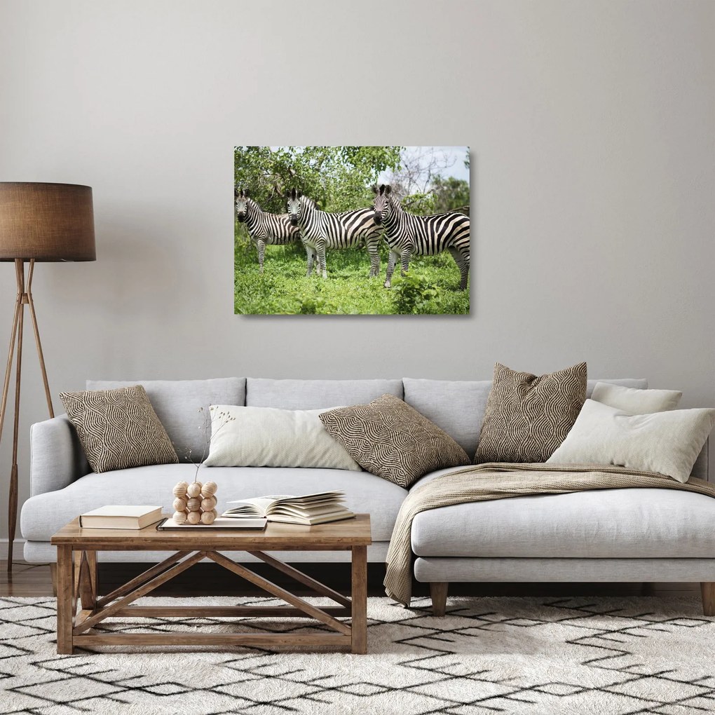 Tablou pe sticlă cu zebre (70x50 cm)