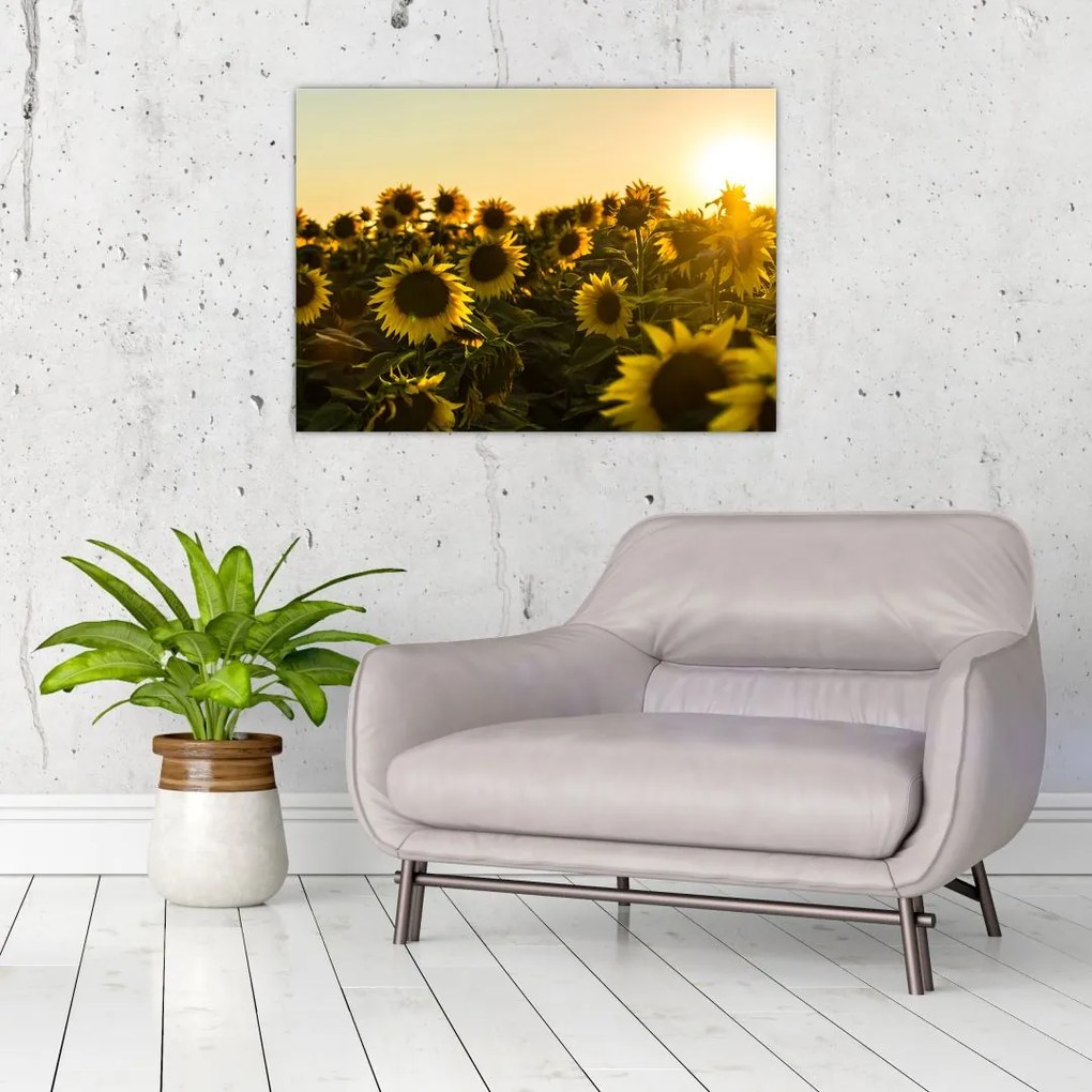 Tablou pe sticlă cu lan de floarea soarelui (70x50 cm)