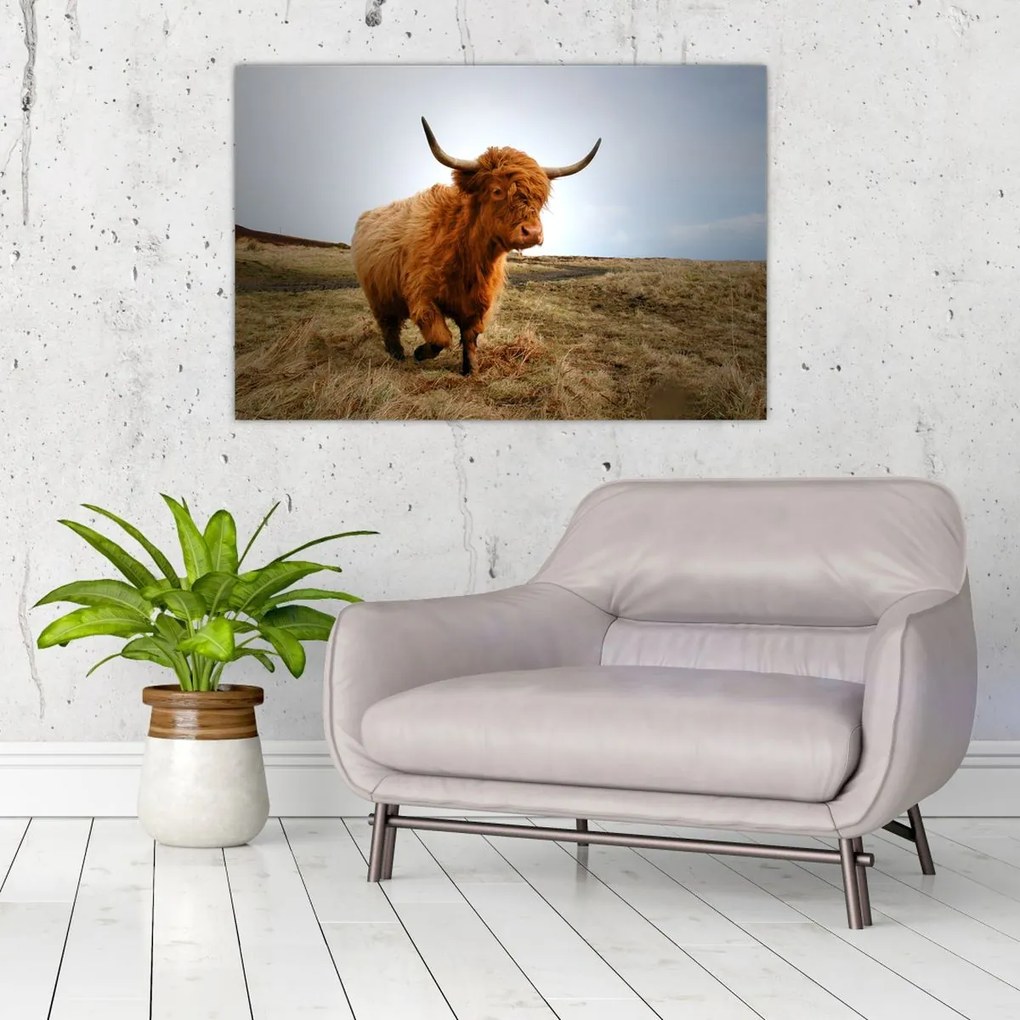Tablou - Vaci scoțiene (90x60 cm)