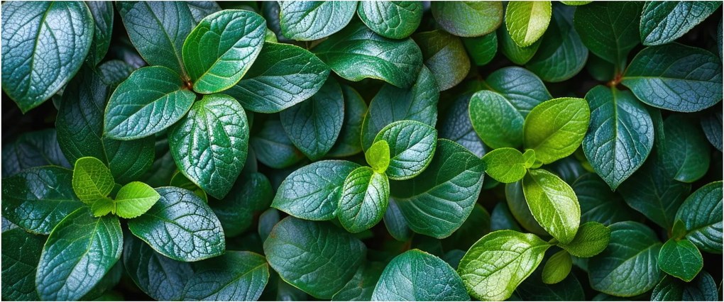 Tablou - Plante verzi (120x50 cm)