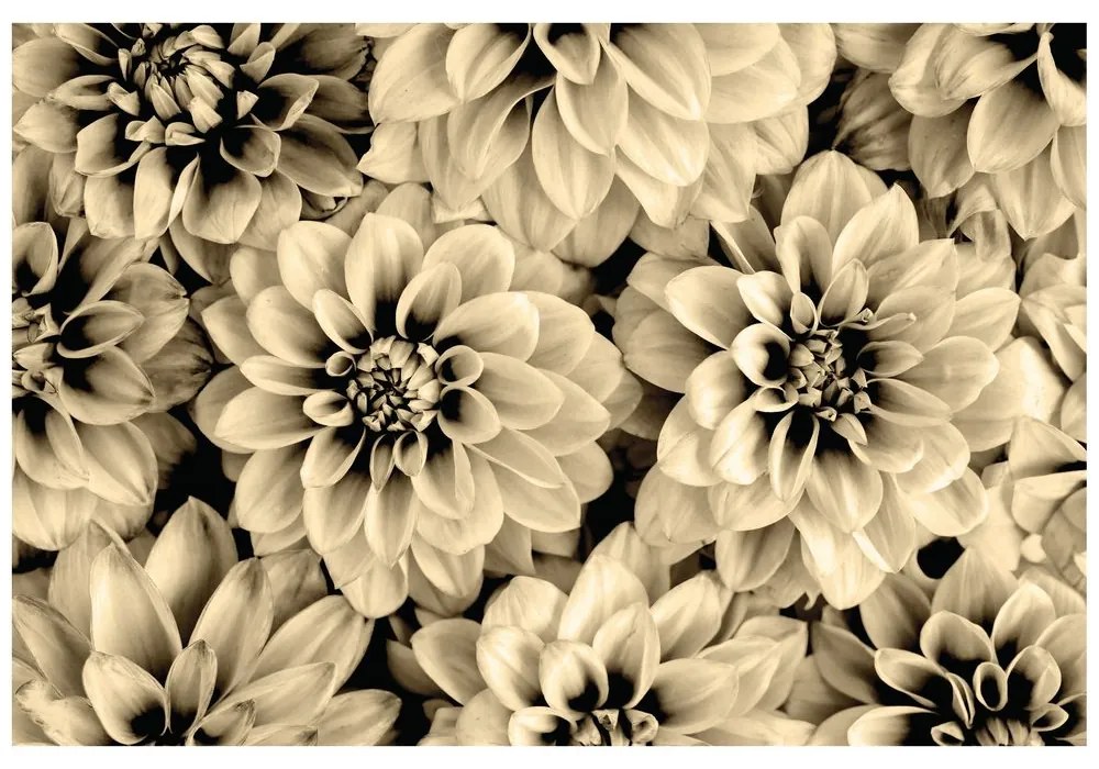 Fototapet flori de dalia în design sepia