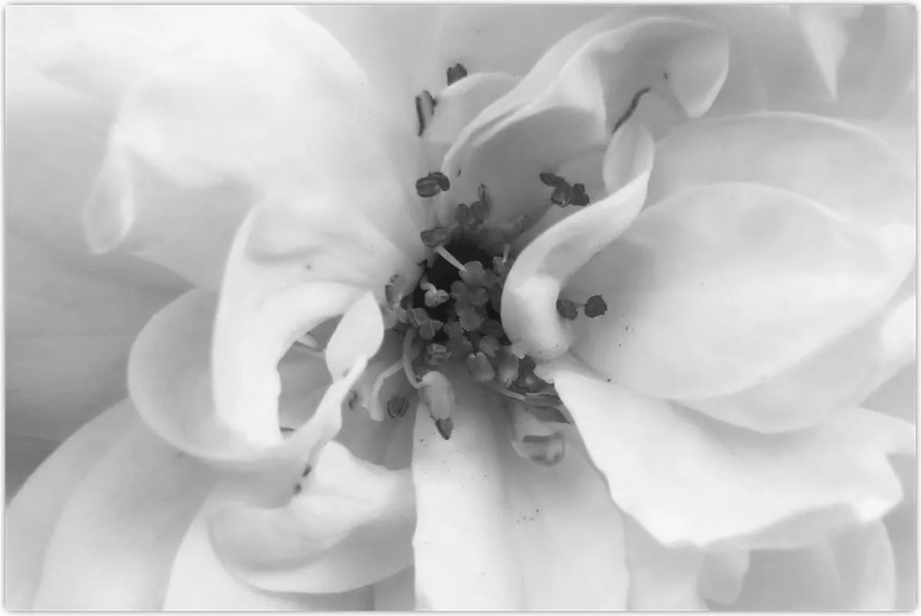 Tablou - Floare,alb-negru (90x60 cm)