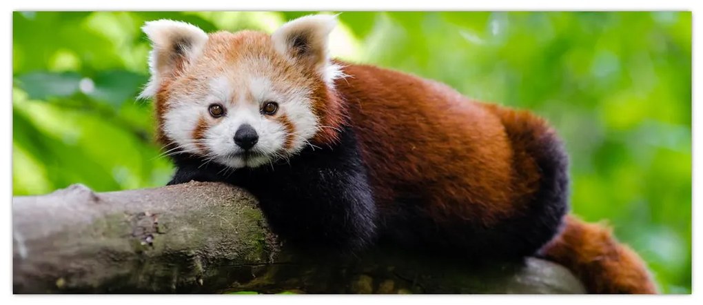 Tablou cu panda roșie (120x50 cm)