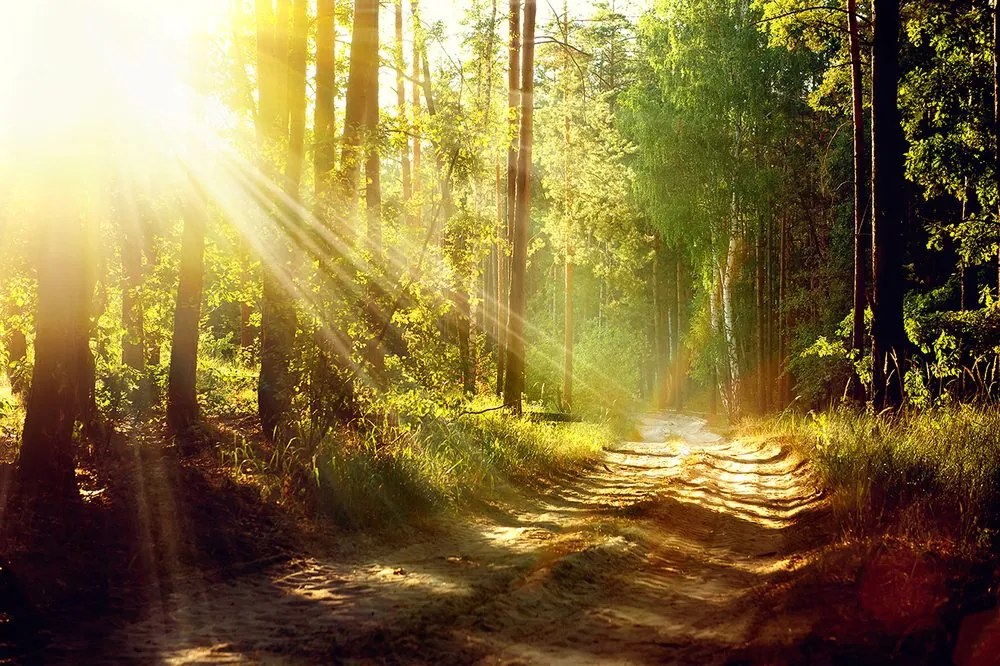 Fototapet razele soarelui în pădure
