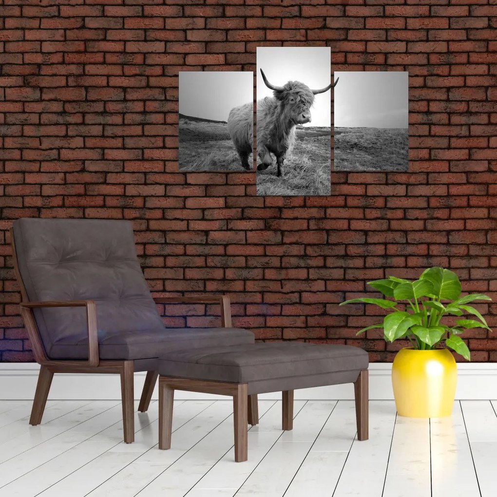 Tablou - Vacă scoțiană,alb-negru (90x60 cm)