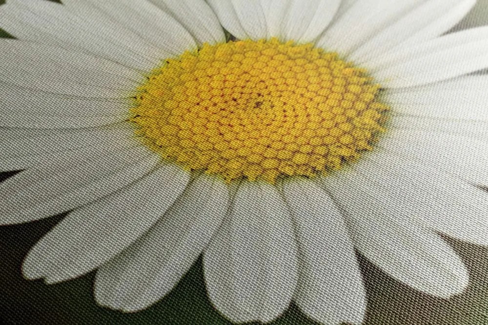 Tablou floare de margaretă