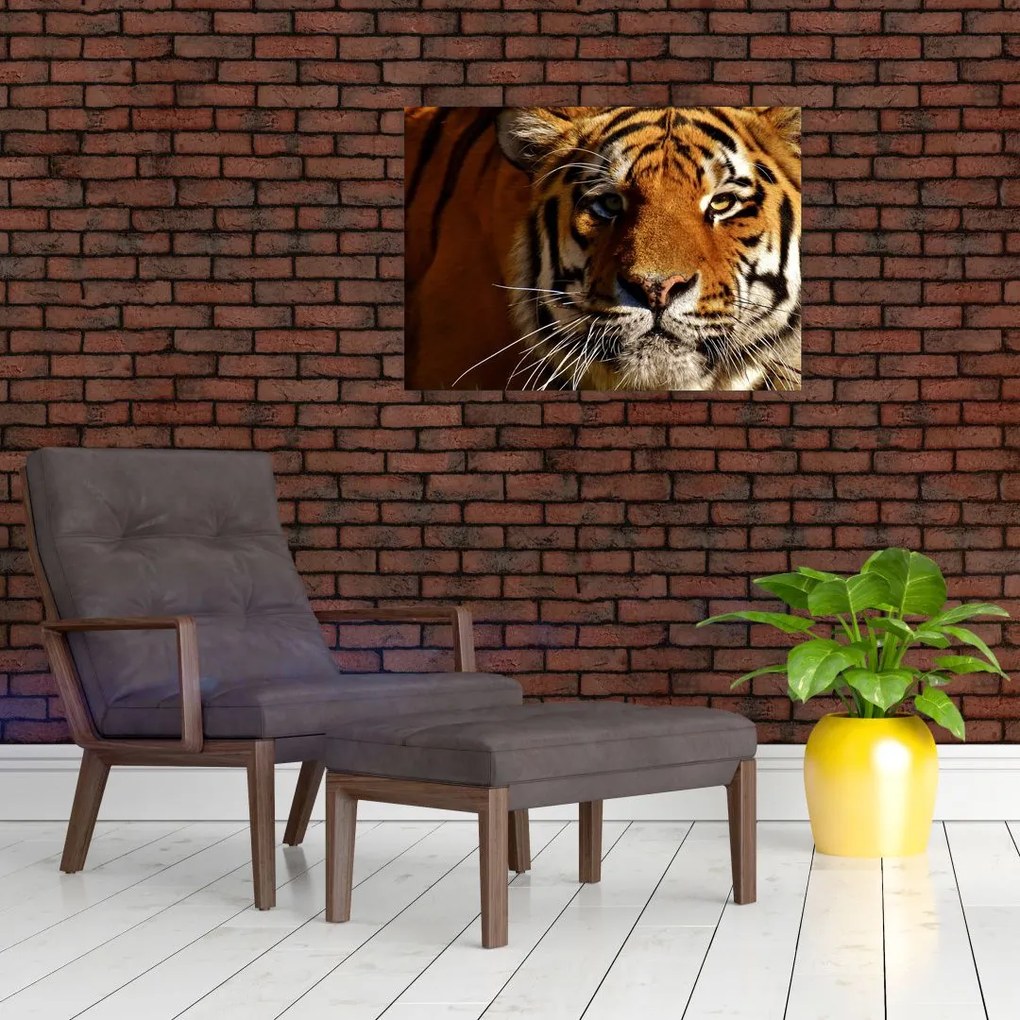 Tablou cu tigrul (70x50 cm)