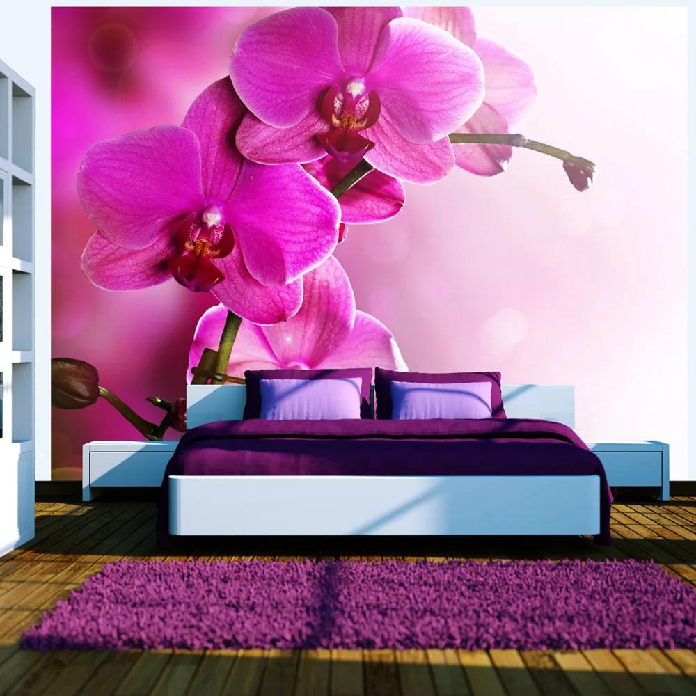 Fototapet Bimago - Pink orchid + Adeziv gratuit 200x154 cm