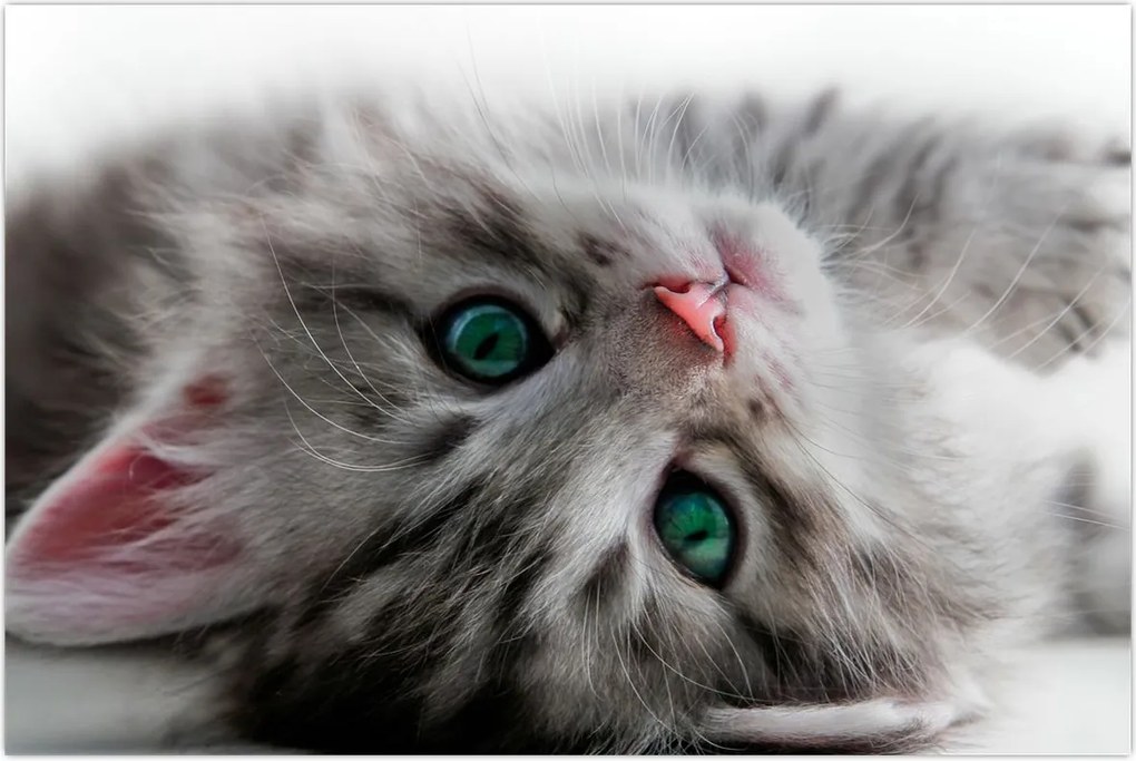 Tablou - Pisica cu ochi verzi (90x60 cm)