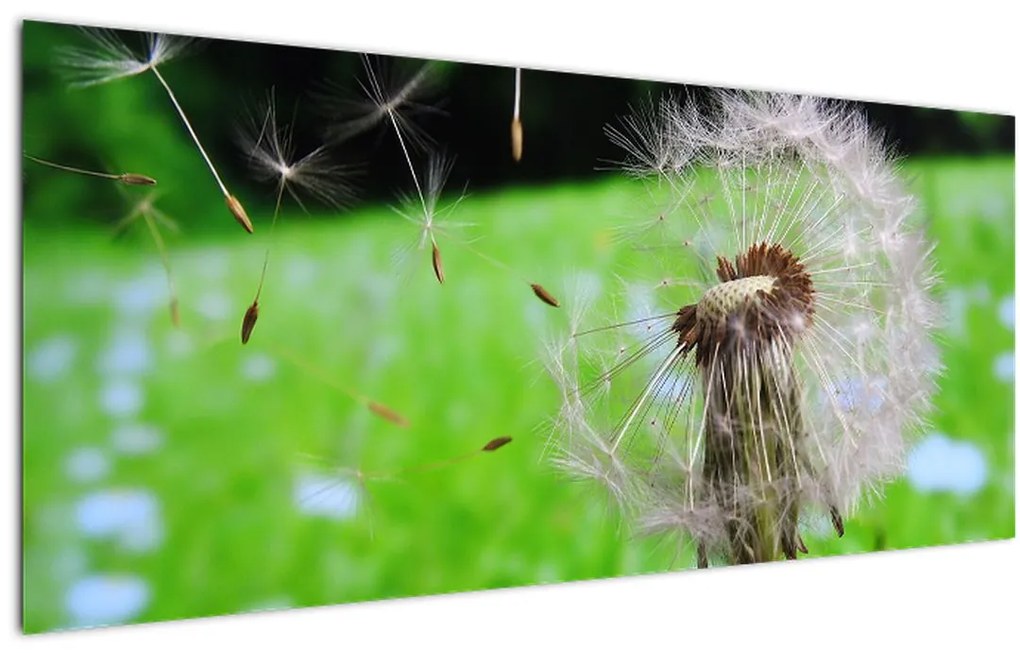 Tablou cu păpădie (120x50 cm)