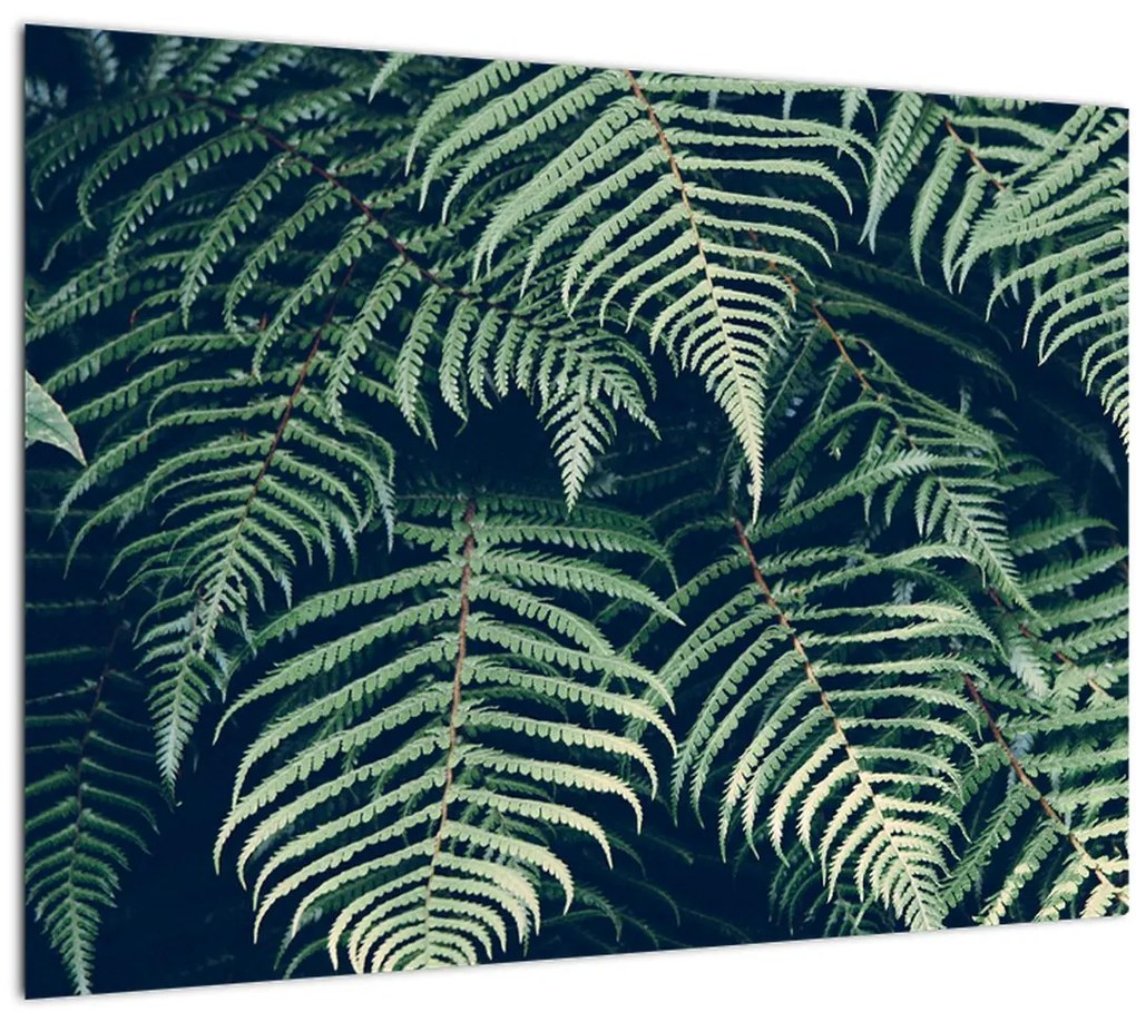 Tablou cu frunze de ferigă (70x50 cm)