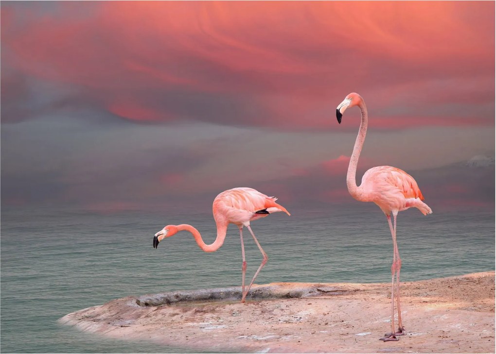 Tablou - Flamingo (70x50 cm)