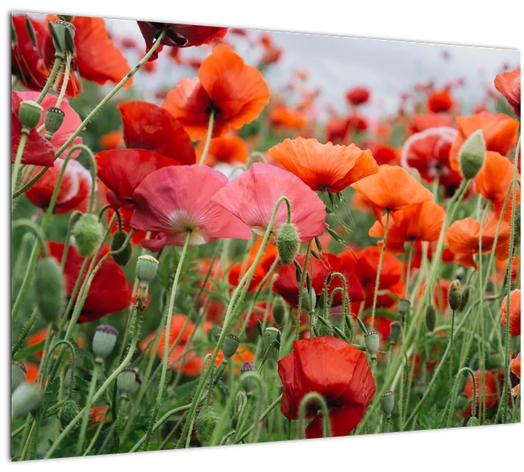 Tablou din câmp cu maci (70x50 cm)