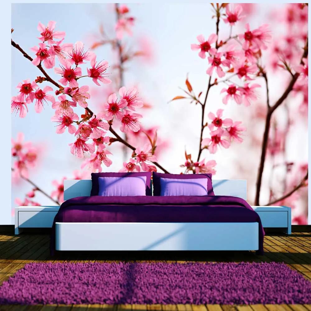 Fototapet Bimago - Symbol of Japan - sakura flowers + Adeziv gratuit 200x154 cm