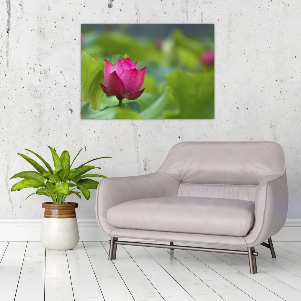Tablou - floare de apă (70x50 cm)