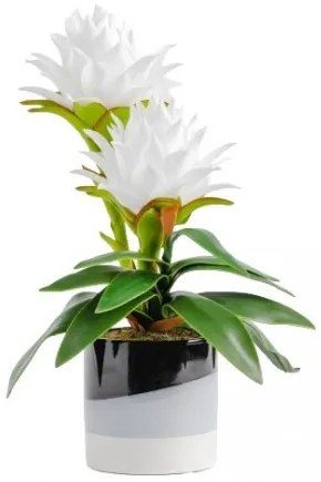 Floare decorativa ghimbir picea