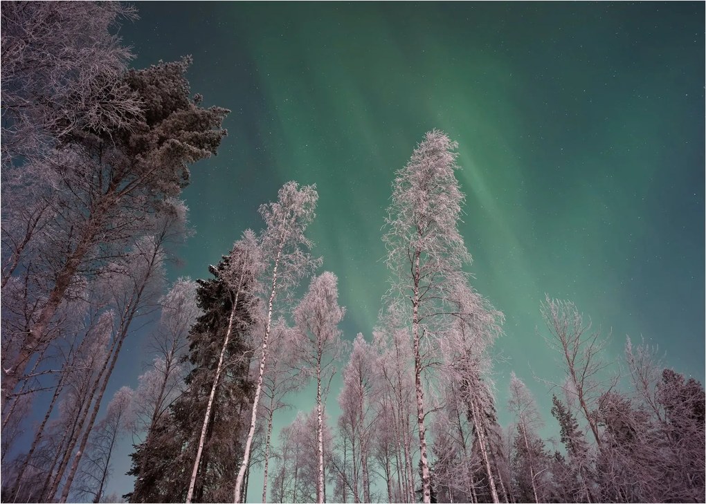 Tablou cu aurora borealis deasupra pomilor înghețați (70x50 cm)