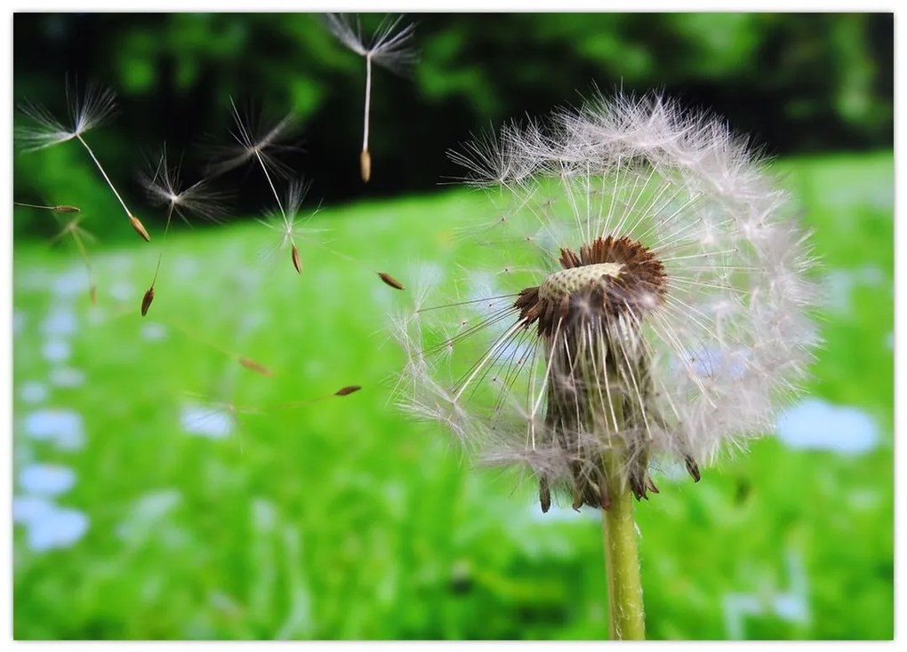 Tablou cu păpădie (70x50 cm)