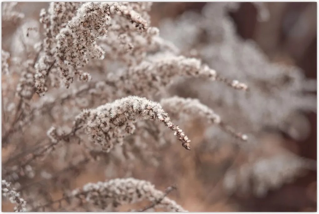 Tablou cu plante (90x60 cm)