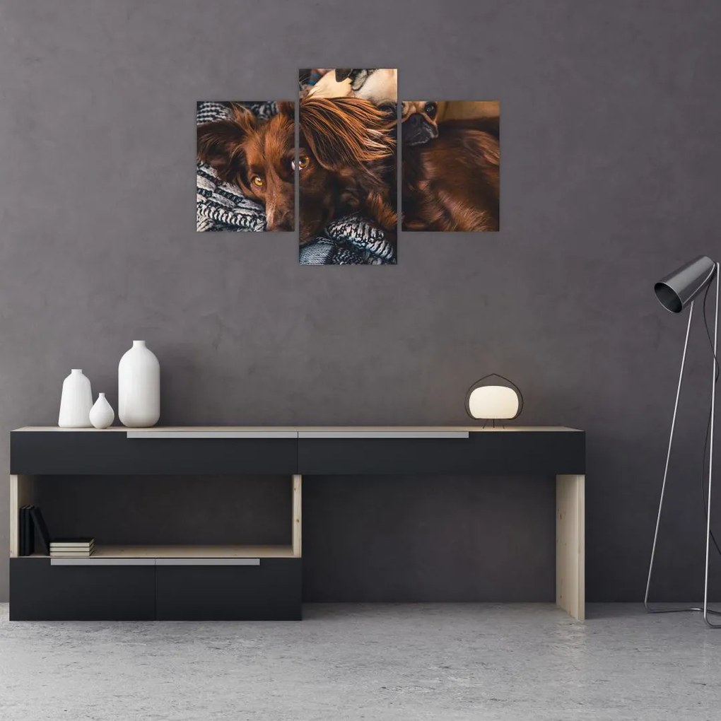 Tablou cu câini dormind (90x60 cm)