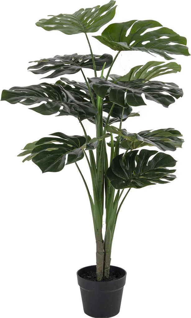 Monstera Minselia 1 (verde). Promo -16%. 1147175