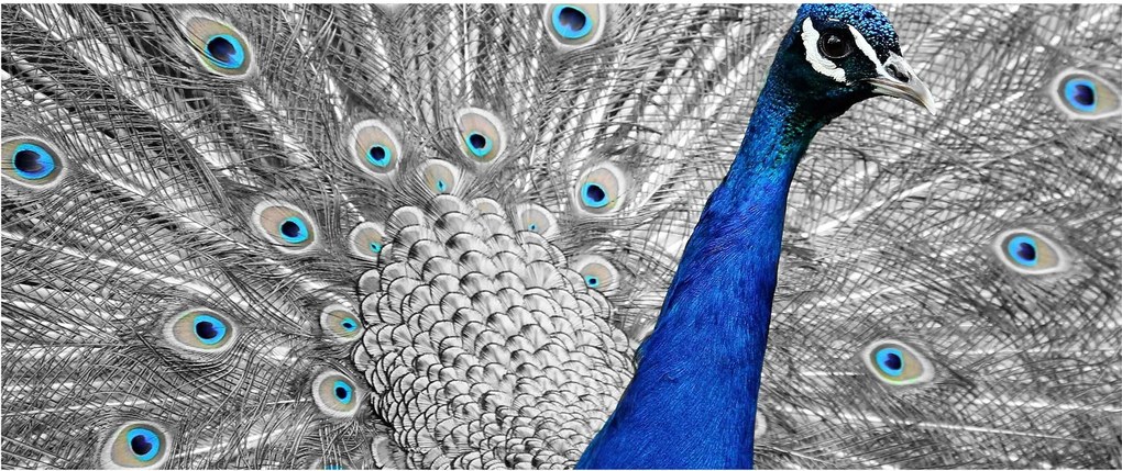 Tablou - păun albastru (120x50 cm)