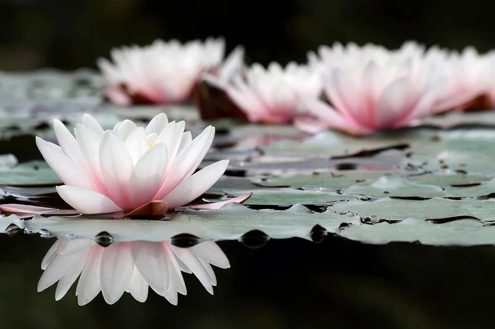 Fototapet autoadeziv floare de lotus