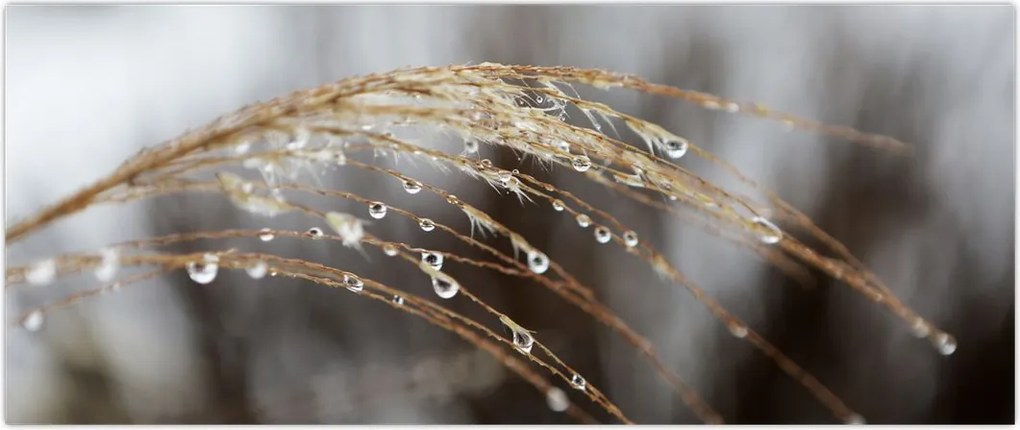 Tablou - Picături pe plantă (120x50 cm)