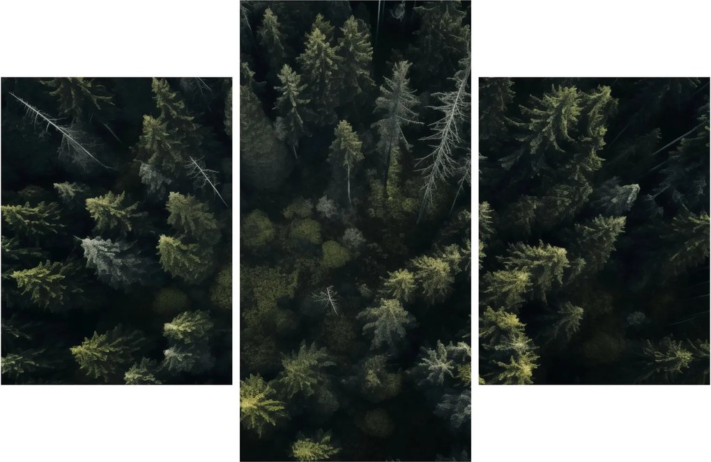 Tablou - Pădure (90x60 cm)