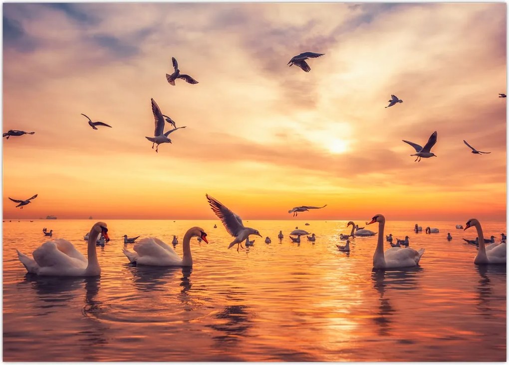 Tablou - Lebedă (70x50 cm)