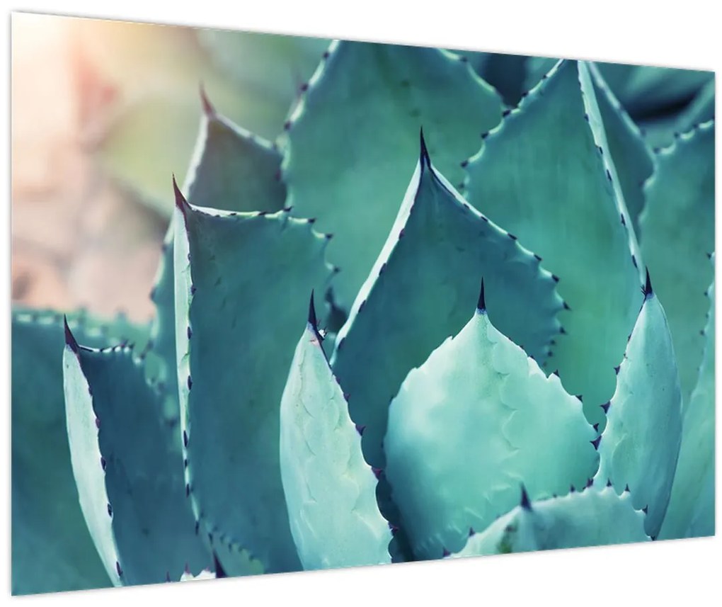 Tablou - Suculent (90x60 cm)