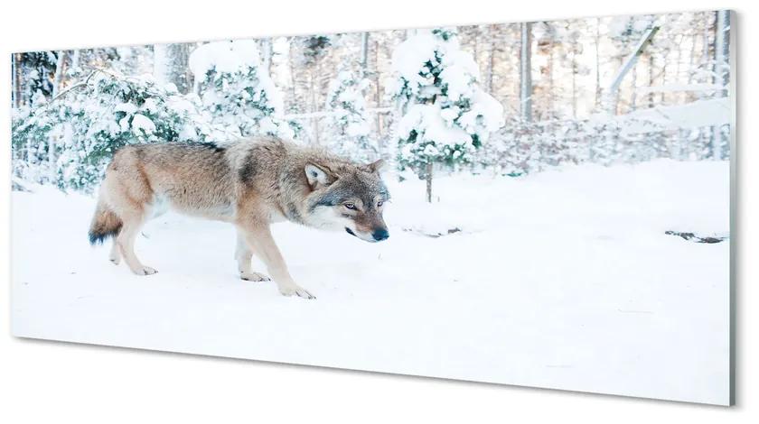 Tablouri pe sticlă pădure de iarnă Wolf