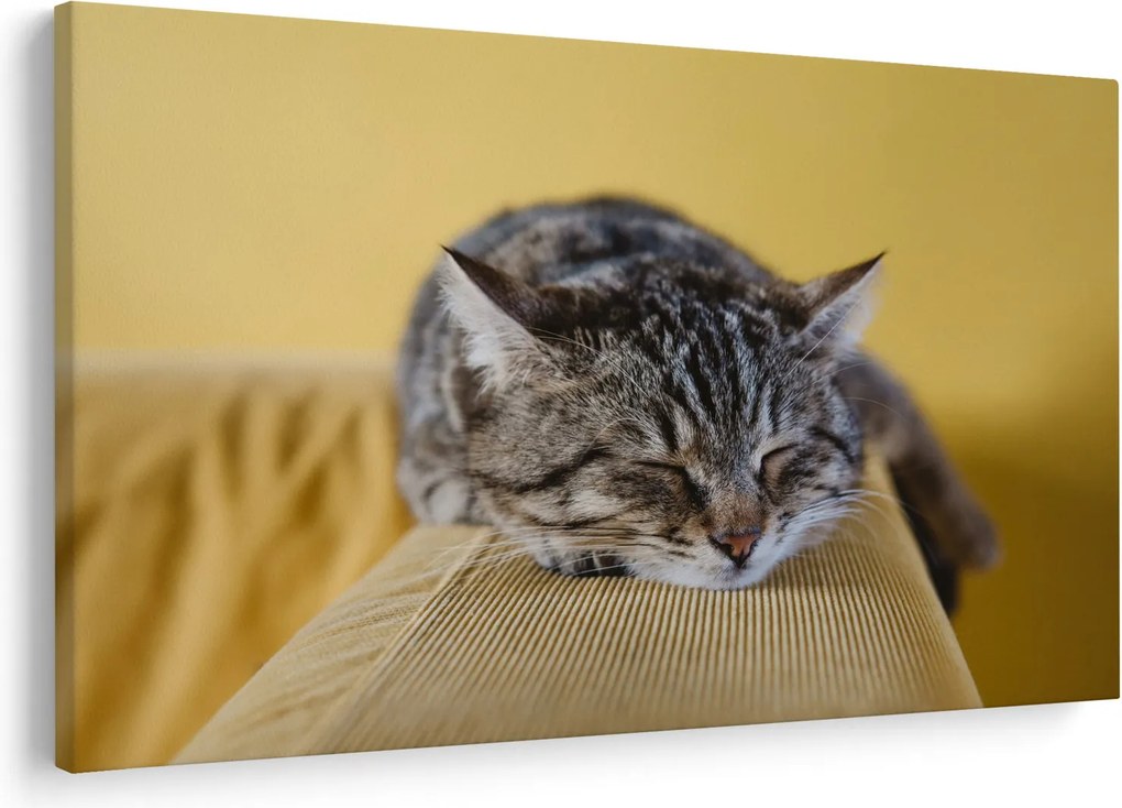 Tablou cu pisica pe fotoliu (90x60 cm)
