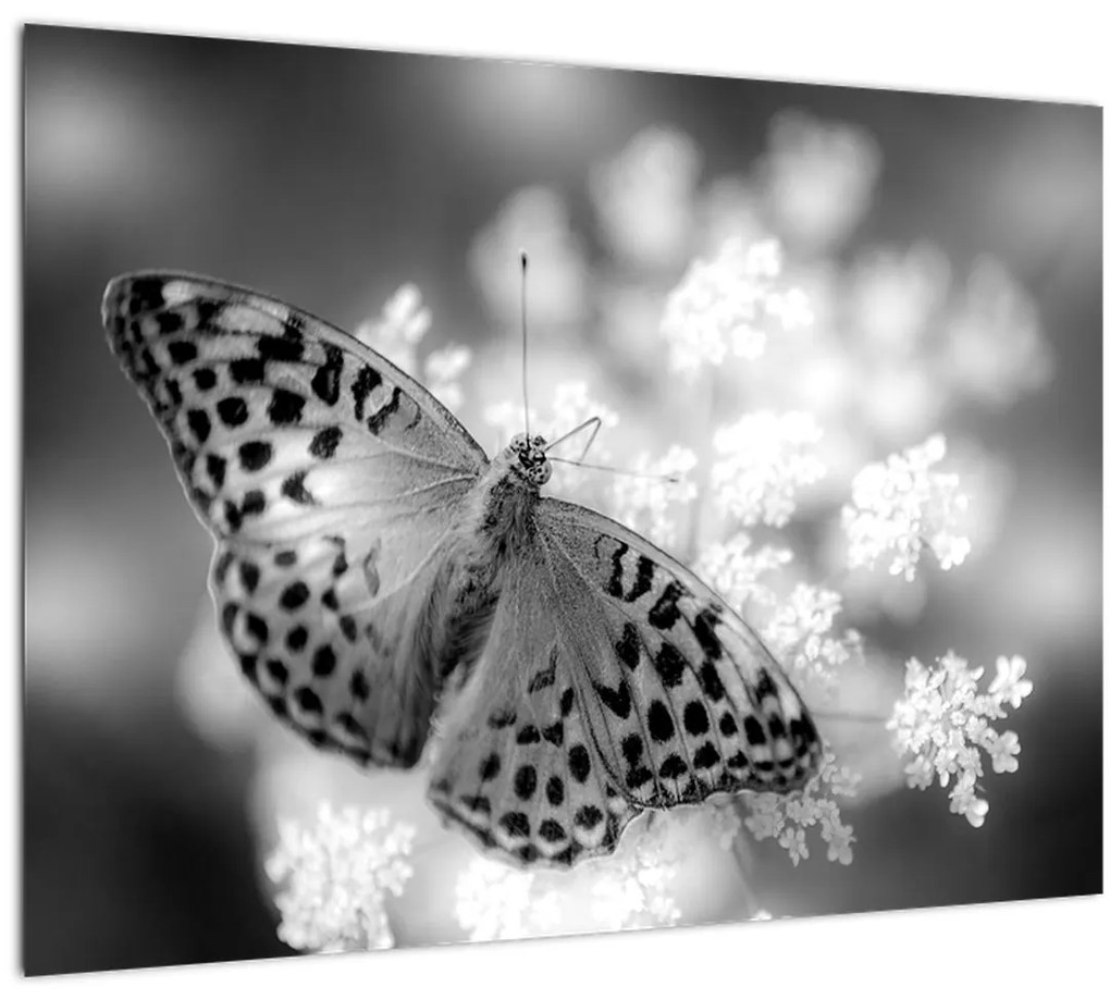 Tablou - Detailu cu fluture care polenizează floare (70x50 cm)