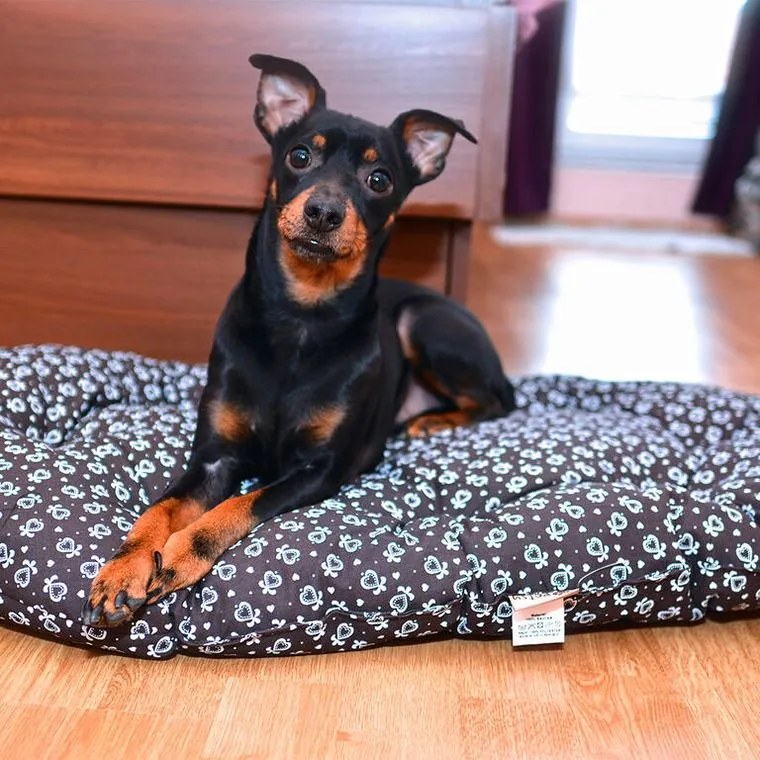 petsy Pernuţă pentru câine ALINTURI mărime M - 120 x 70 cm
