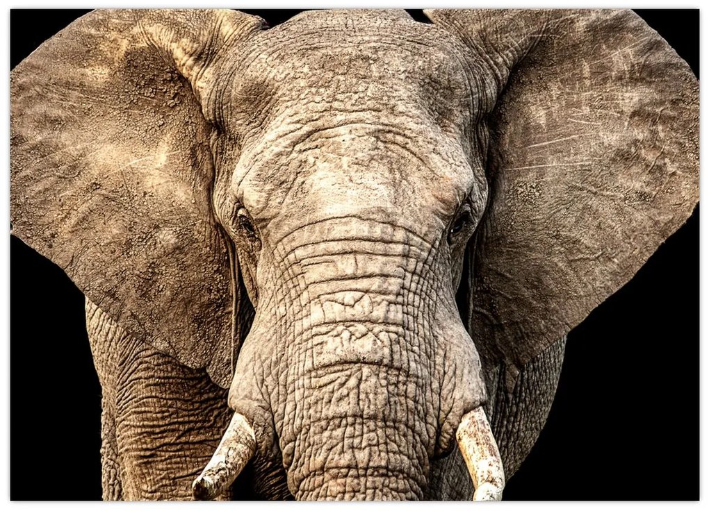 Tablou pe sticlă - Elefant african (70x50 cm)