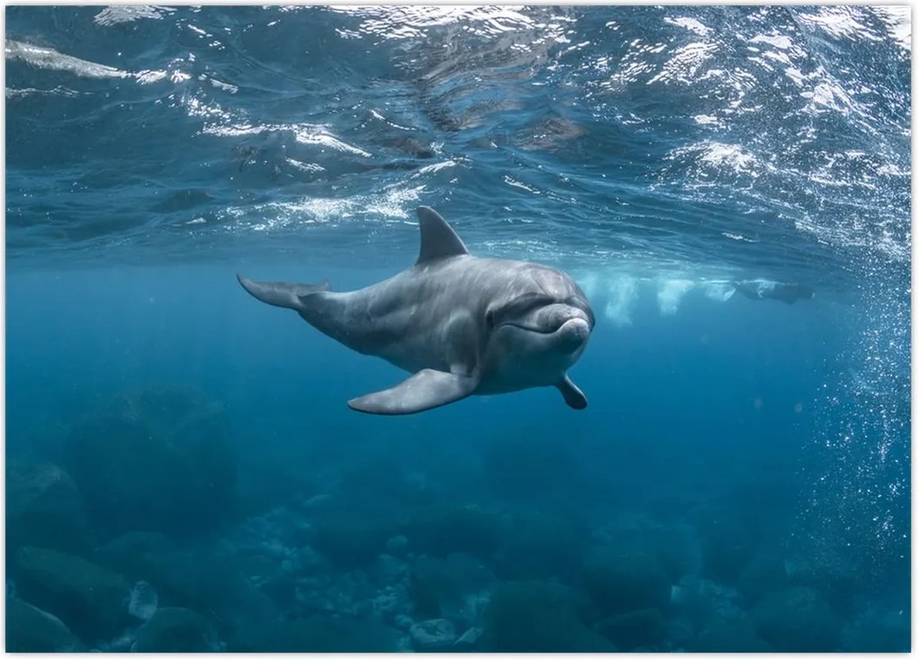 Tablou - Delfin sub apă (70x50 cm)