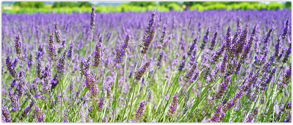 Tablou - Lavandă în câmp (120x50 cm)