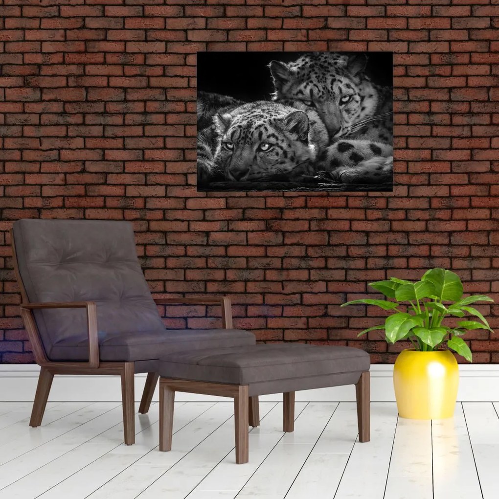 Tablou - Gheparzi care se odihnesc (70x50 cm)
