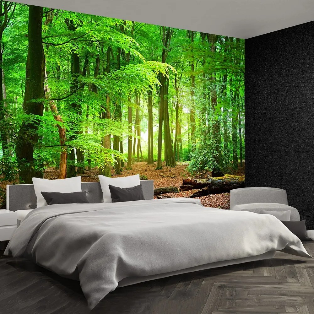 Fototapet Spring Forest