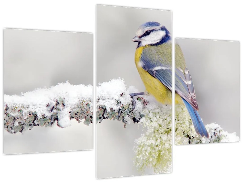 Tablou - Tit albastru în pădure (90x60 cm)