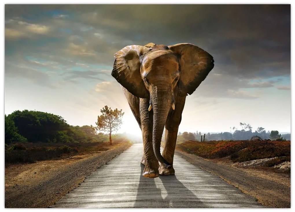 Tablou cu elefant (70x50 cm)