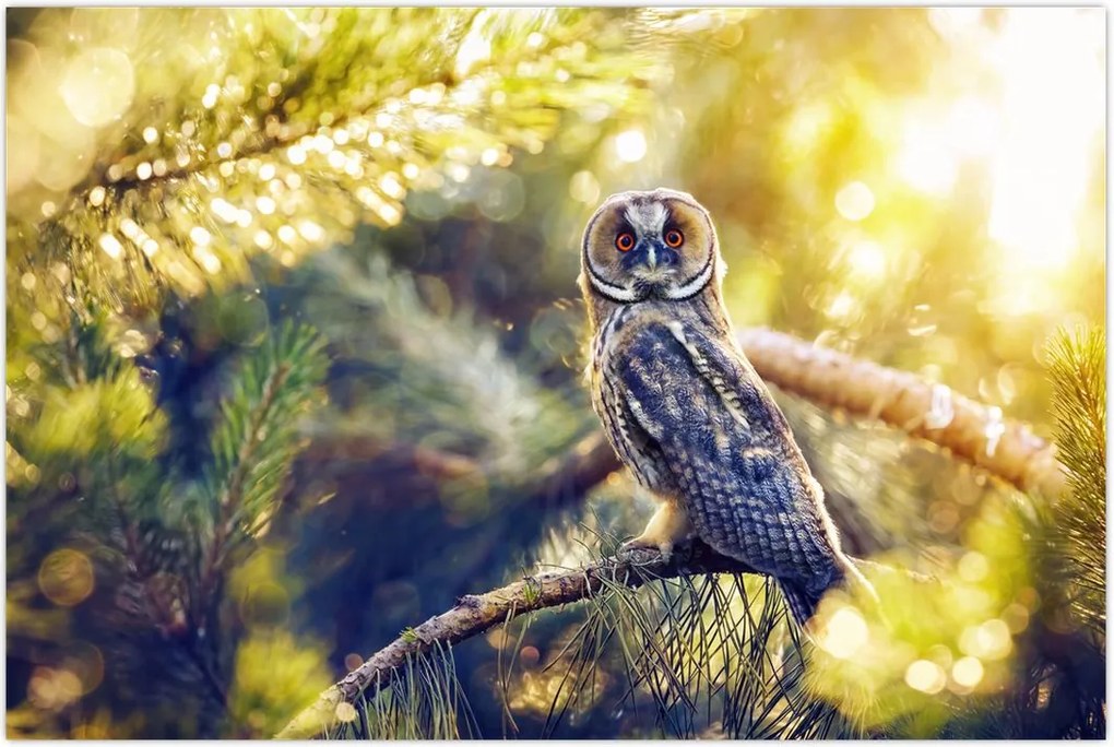 Tablou - Bufniță în copac (90x60 cm)