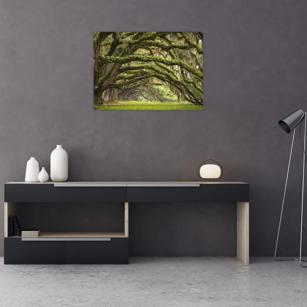 Tablou pe sticlă - Oaks Avenue, Charleston, Carolina de Sud, SUA (70x50 cm)