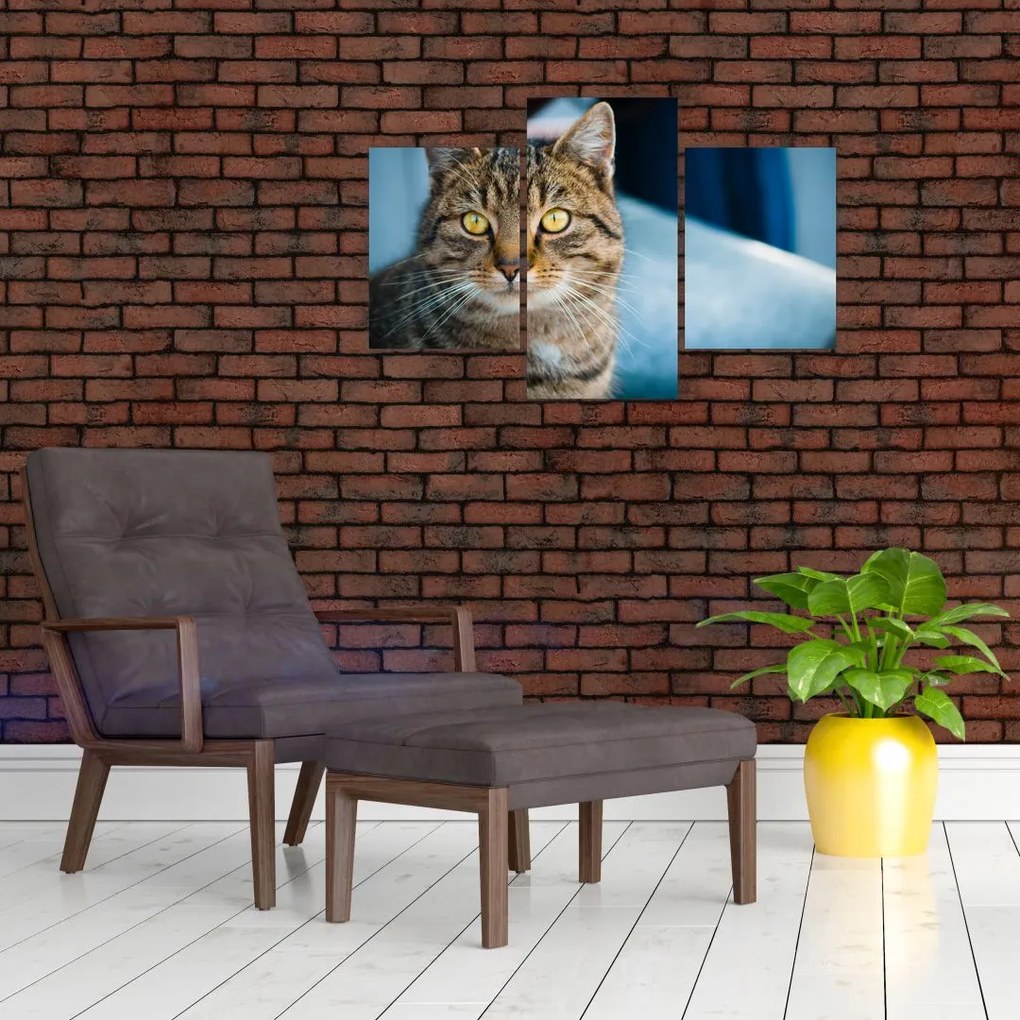 Tablou - Pisica domestică (90x60 cm)