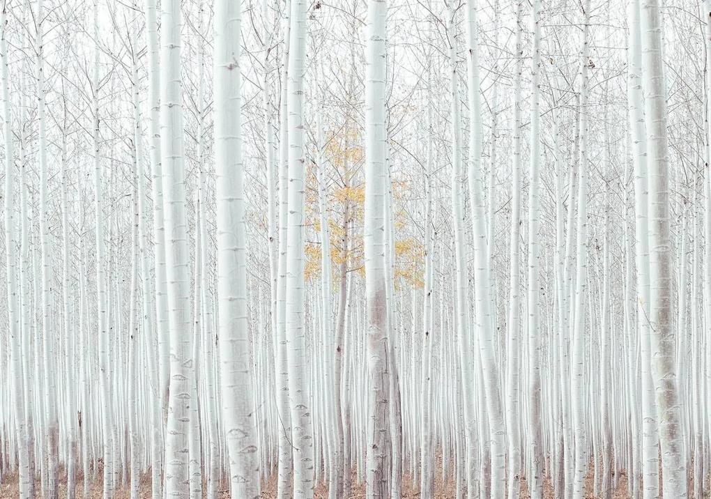 Fototapet - Pădure - albă (152,5x104 cm), în 8 de alte dimensiuni noi