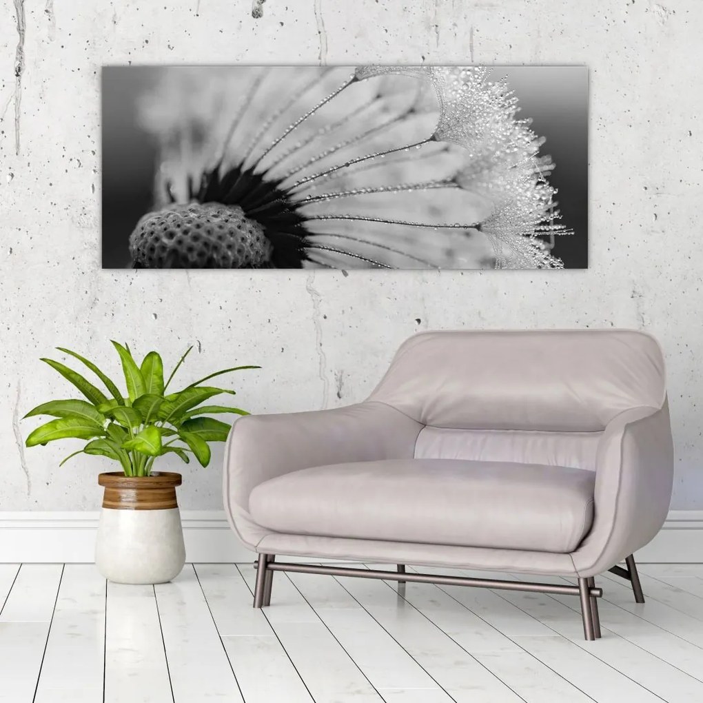 Tablou cu păpădie - albnegru (120x50 cm)